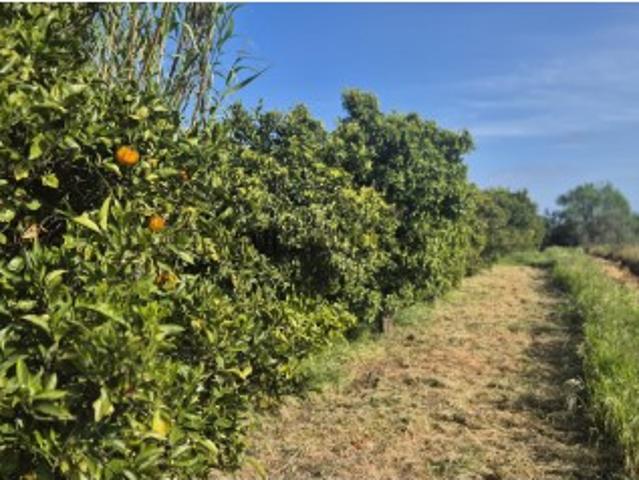Terreno venda em Poço da Areia, Olhão
