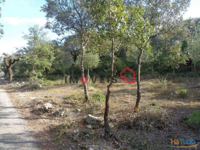 Terreno venda em Rego Da Murta, Santarém