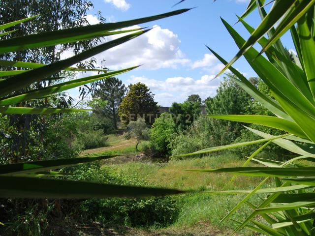Terreno venda em Chamusca e Pinheiro Grande, Chamusca