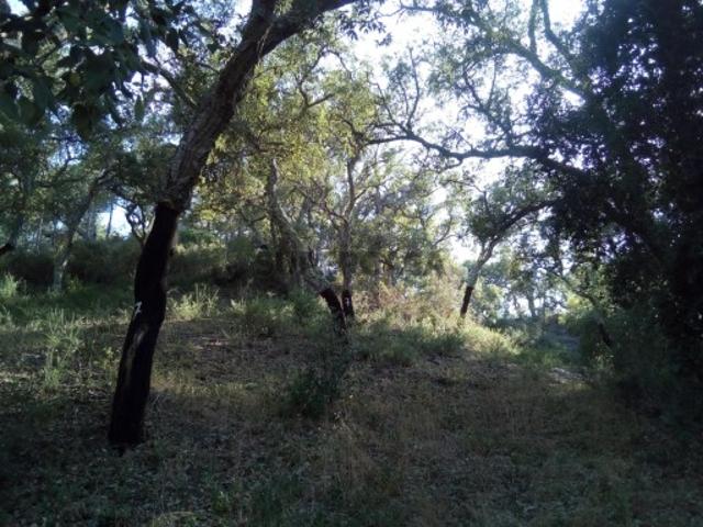 Terreno venda em Grândola, Setúbal