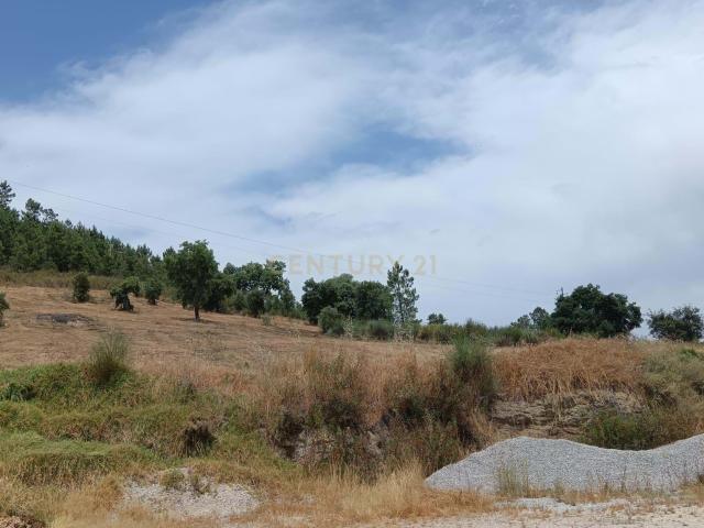 Terreno venda em Castelo Branco