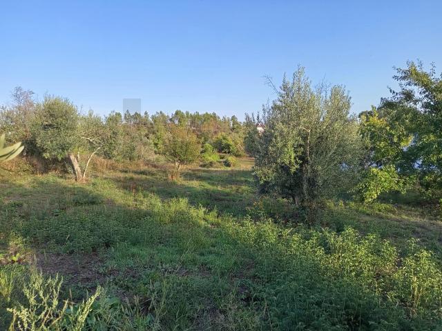 Terreno venda em Castelo Branco, Cumeada