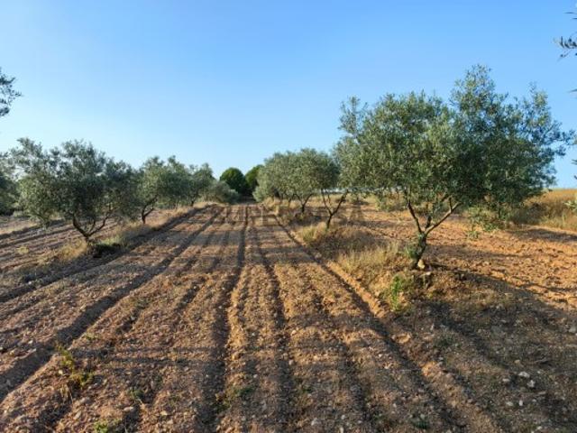 Terreno venda em Mirandela, Bragança