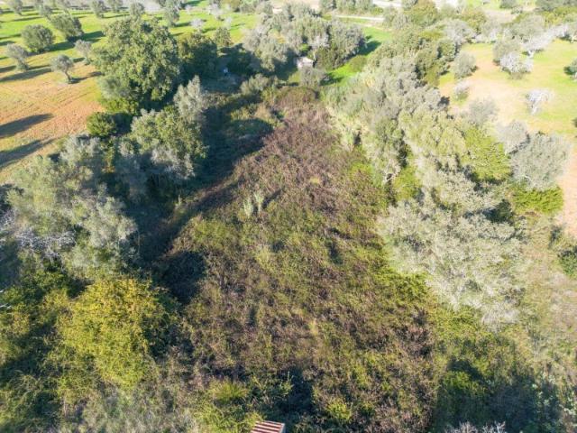 Terreno venda em Casével e Vaqueiros, Santarém