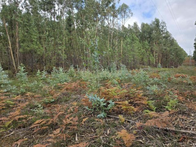 Terreno venda em Castelo Branco, Cumeada