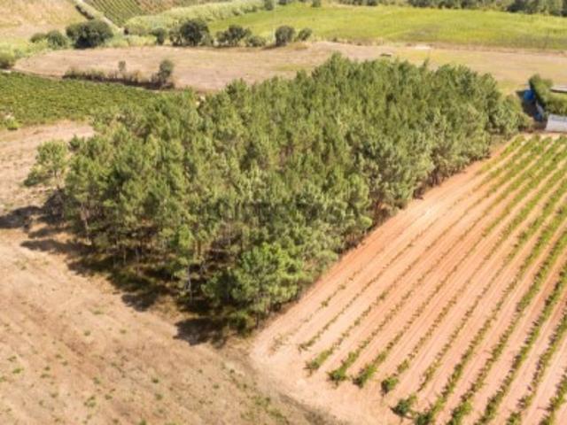 Terreno venda em Estorninho, Bombarral