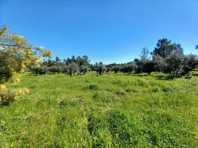 Terreno venda em Castelo Branco