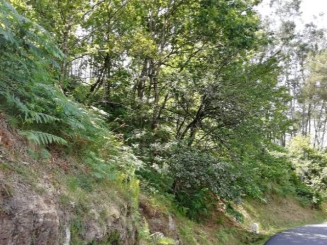 Terreno venda em Rebordões, Boalhosa