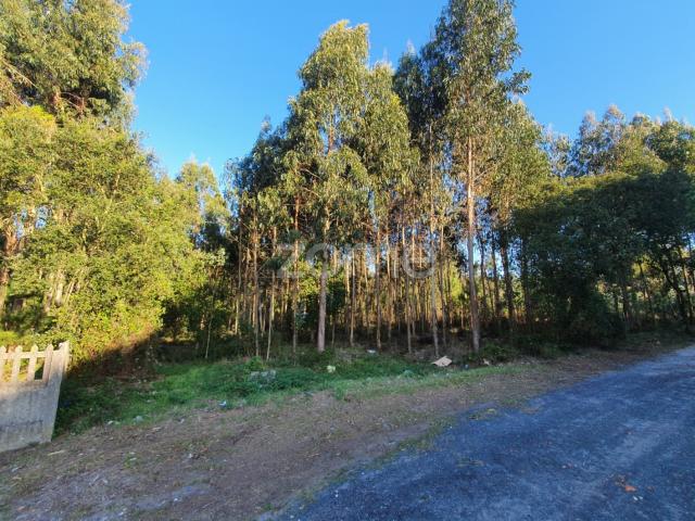 Terreno venda em Pero Neto, Marinha Grande