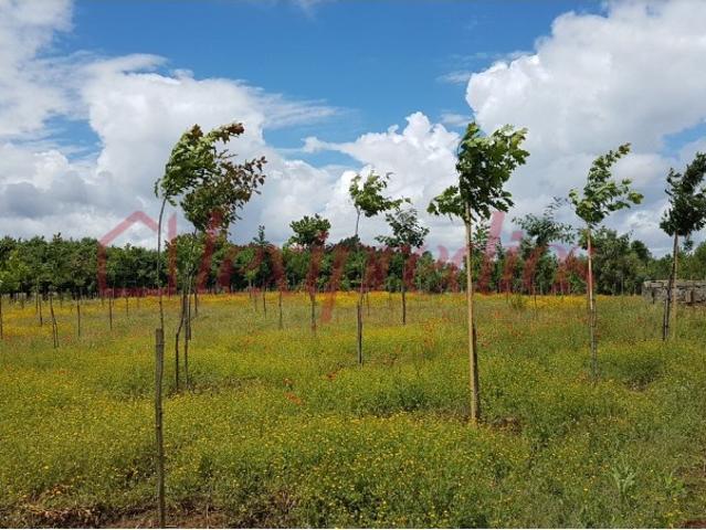 Terreno venda em Anadia, Aveiro
