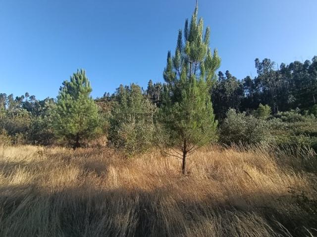 Terreno venda em Sardoal, Santarém