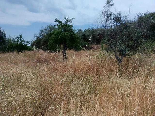 Terreno venda em Castelo Branco