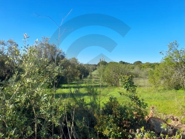Terreno venda em Olaia e Paço, Torres Novas