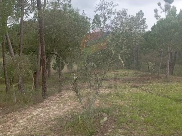 Terreno venda em Ponte De Sor, Portalegre