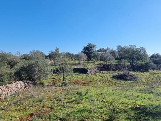 Terreno venda em São Bartolomeu De Messines, Faro