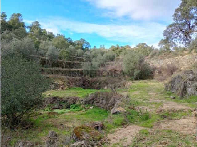Terreno venda em Castelo Branco