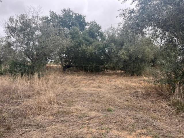 Terreno venda em Barrosinha, Alcácer Do Sal