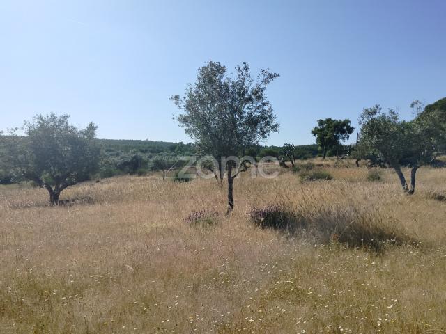 Terreno venda em Alter Do Chão, Portalegre