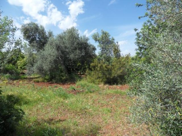 Terreno venda em Albufeira, Faro