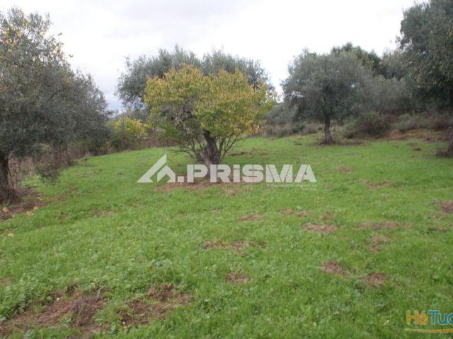 Terreno venda em Castelo Branco, Penamacor