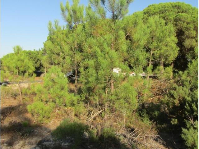 Terreno venda em Santiago Do Cacém, Setúbal