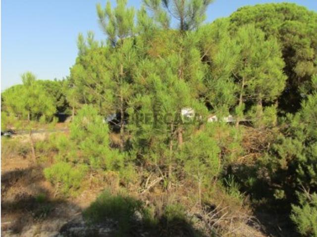 Terreno venda em Santiago Do Cacém, Setúbal
