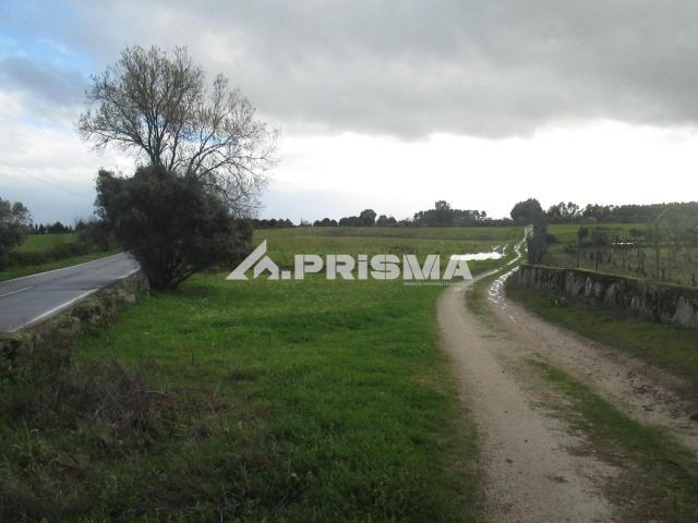 Terreno venda em Castelo Branco