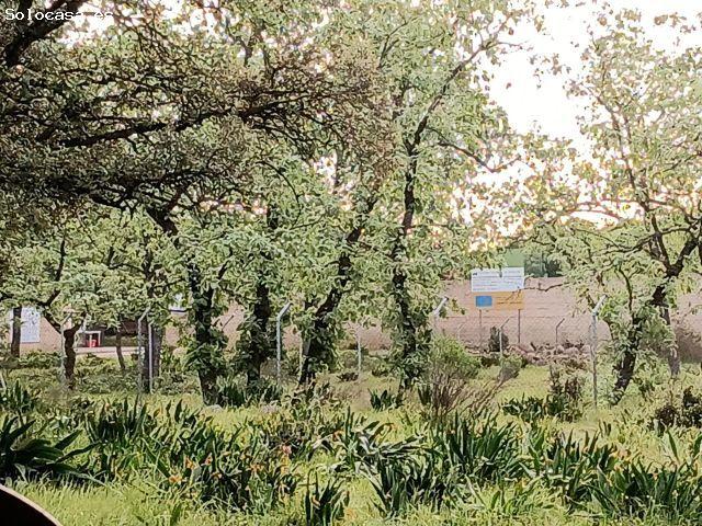 Local Comercial en venta en Candeleda, Castilla y León