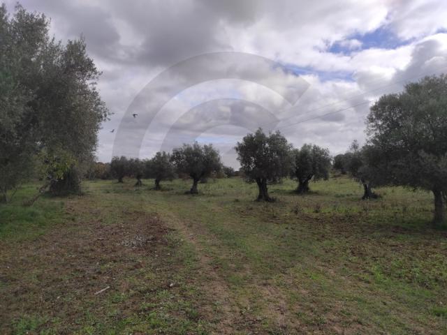 Terreno venda em Torres Novas, Santarém