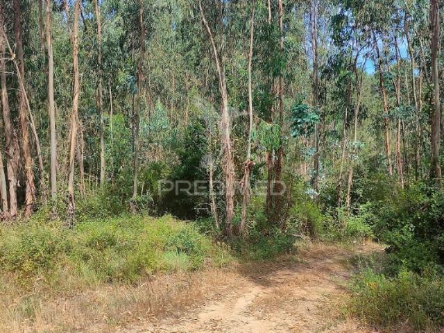 Terreno venda em Asseiceira, Tomar