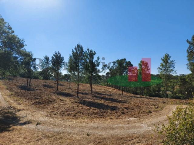 Terreno venda em Torres Novas, Santarém