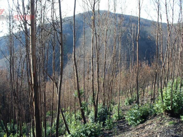 Terreno venda em Arouca, Burgo