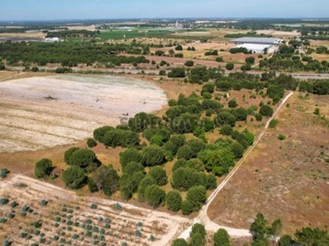 Terreno venda em Colonato de Santo Isidro de Pegões, Montijo