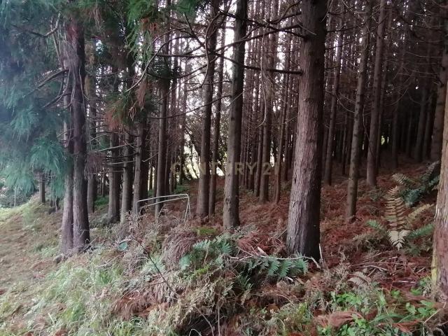 Terreno venda em Açores, Ribeira Grande