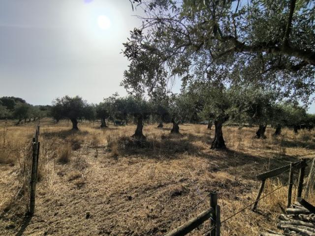 Terreno venda em Carrazede, Tomar