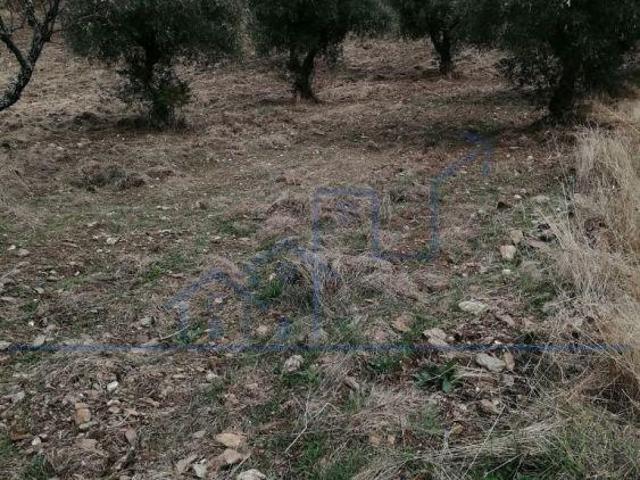 Terreno venda em Alfândega Da Fé, Bragança