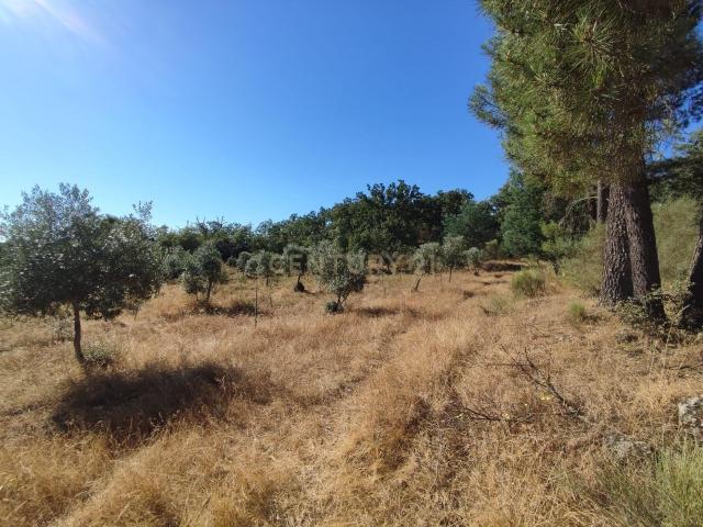 Terreno venda em Castelo Branco
