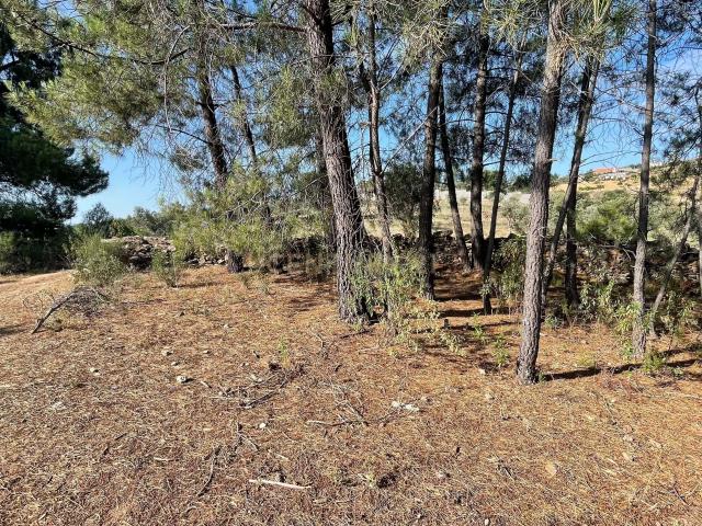 Terreno venda em Castelo Branco