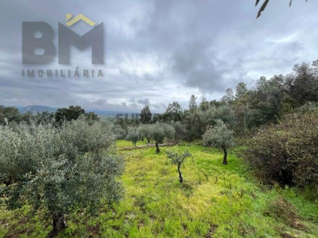 Terreno venda em Castelo Branco