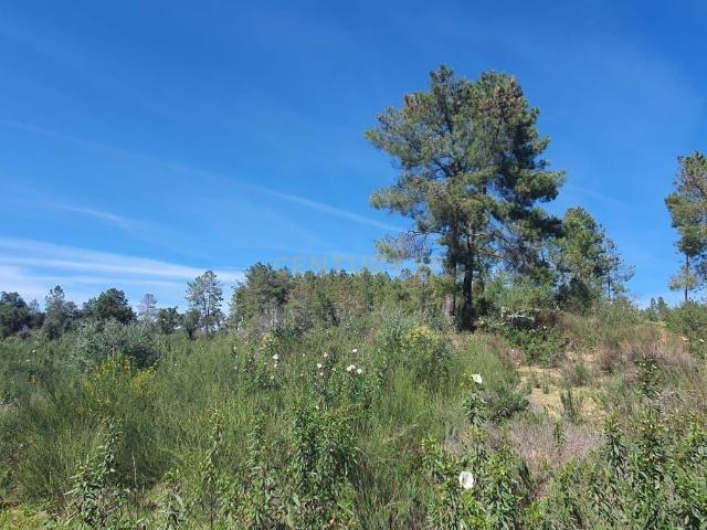 Terreno venda em Castelo Branco