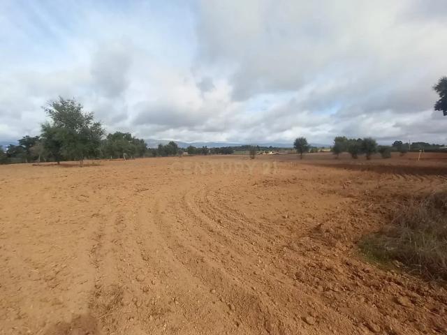 Terreno venda em Castelo Branco