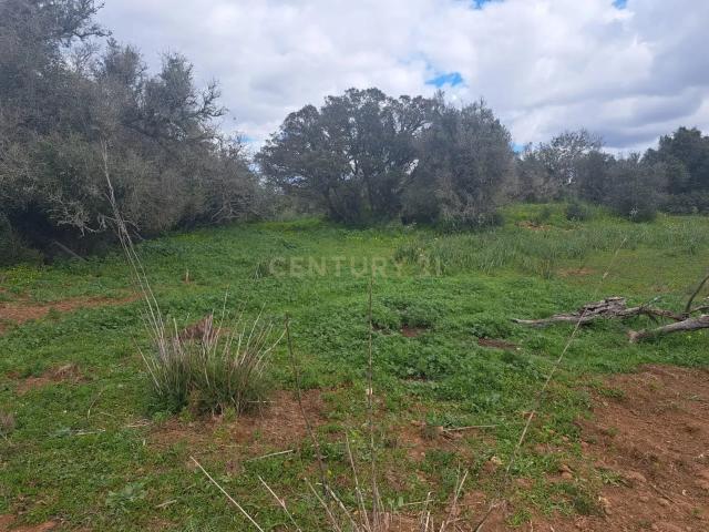 Terreno venda em Pêra, Faro