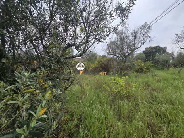 Terreno venda em Castelo Branco