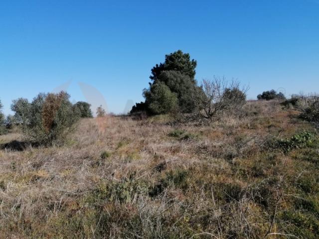 Terreno venda em Algeruz, Palmela