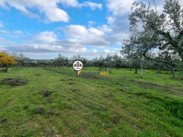 Terreno venda em Castelo Branco