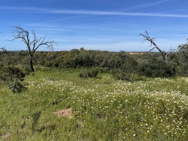 Terreno venda em Albufeira, Faro