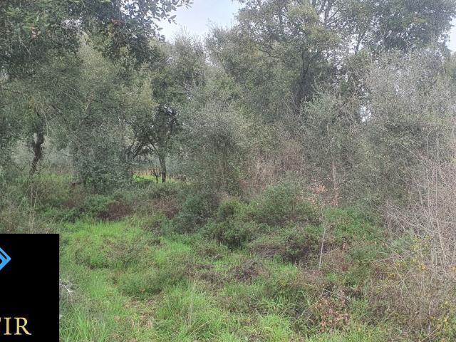 Terreno venda em Tomar, Santarém