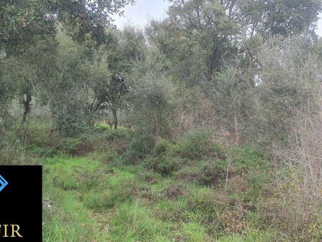 Terreno venda em Tomar, Santarém