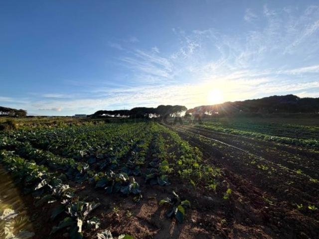 Terreno venda em Alfaquiques, Sintra