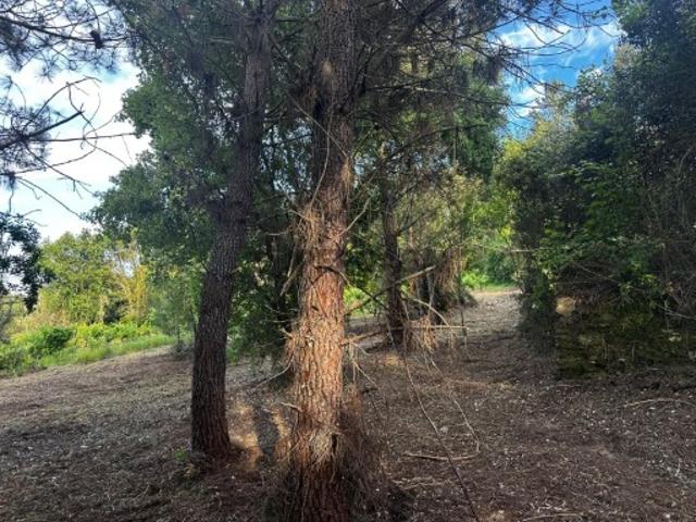 Terreno venda em Rego Da Murta, Santarém